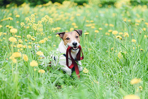Jack Russell Terrier dog in springtime meadow