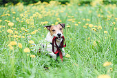 Dog sitting among spring flowers holding lead in mouth. Concept of spring season dangers for pets