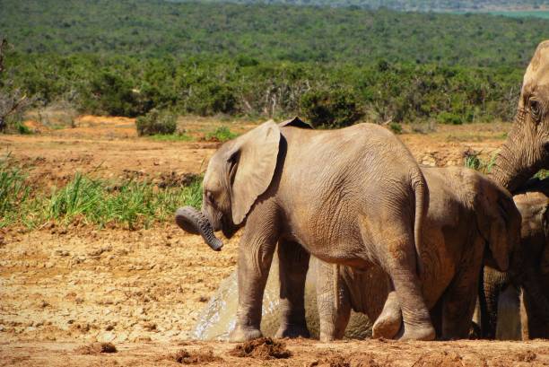 istock Baby elephant playing with trunk 1975691947