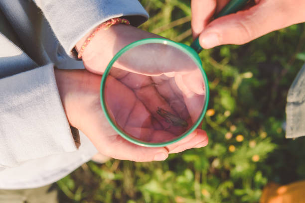 istock Children looking at grasshopper through magnifying glass 1975691948