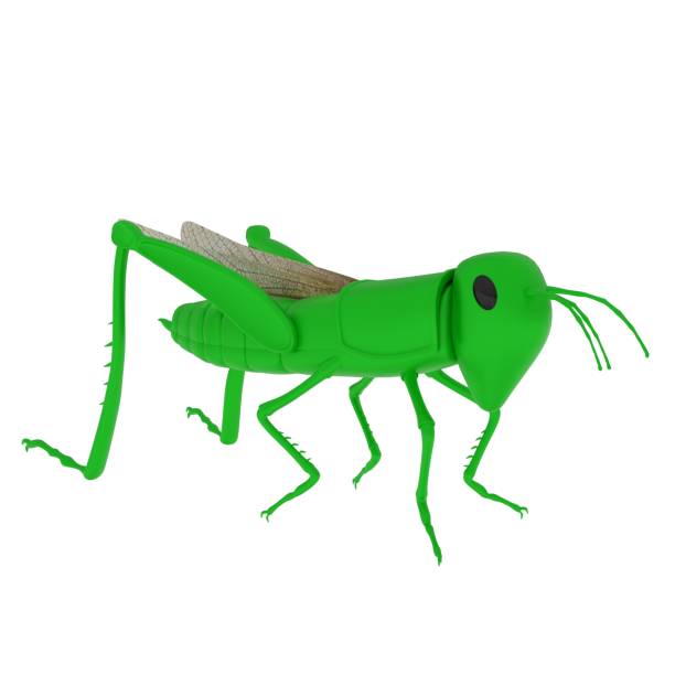 grasshopper isolated on white background - cricket locust grasshopper insect foto e immagini stock