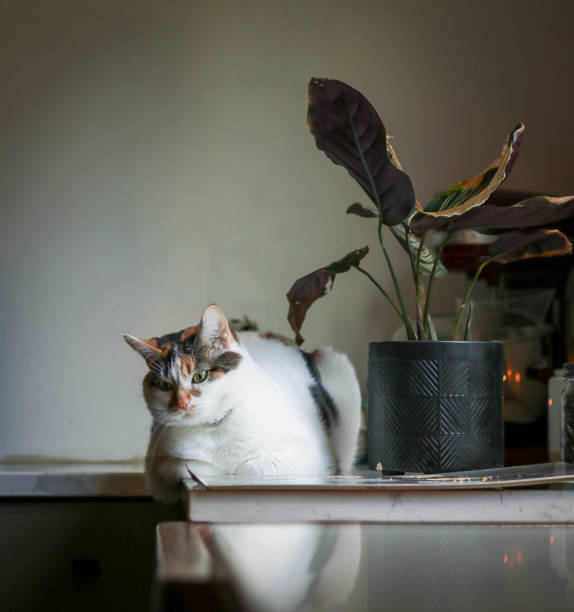 plump fluffy cat resting in a loaf position on the countertop. clear countertop with sunlight coming through the window. calico cat on the kitchen counter being shaded by the leaves of a striped houseplant.