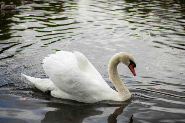 elegant white swan gliding across the calm water at  the park
