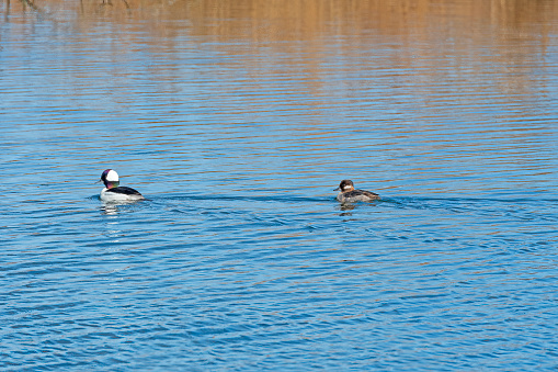 Bufflehead Pair in a Wetland Pond Near Kearney, Nebraska