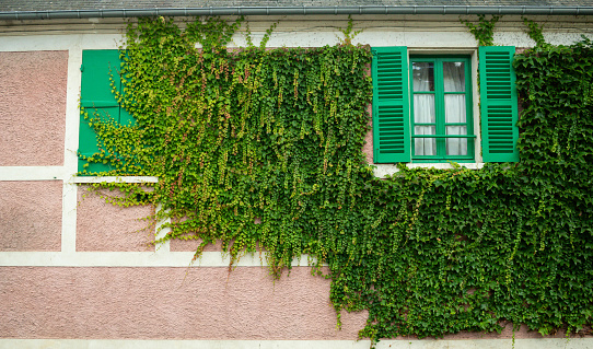 pink stucco style wall with green framed window and lots of lush green ivy growing around the window.
