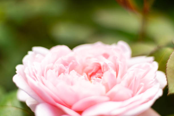 beautiful flowers blooming in a french garden lots of color, red yellow blue pink green