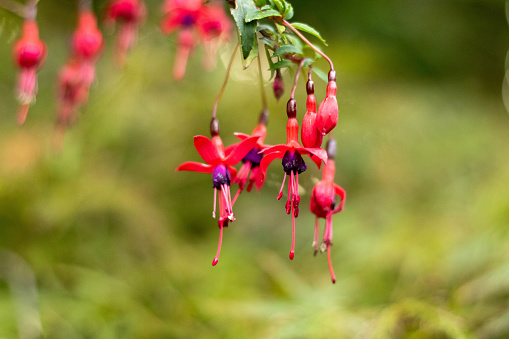 Beautiful Fuchsia magellanica or hardy fuchsia flowers, Hanging fuchsia flowers in shades of pink with blurred background. copy space