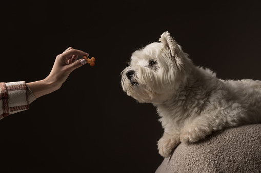 white dog West Highland White Terrier eats food from a girl's hand
