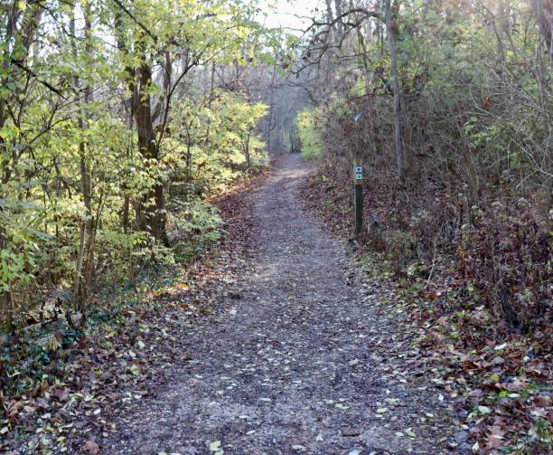 istock Hiking in the Woods 1975727919