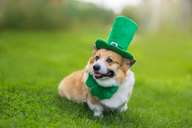 Photo of portrait of a funny corgi dog puppy in a green leprechaun hat in honor of St. Patrick