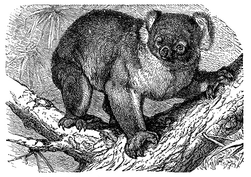 A Koala Bear (phascolarctos cinereus). Vintage etching circa 19th century.