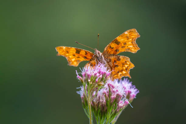 istock Comma butterfly Polygonia c-album resting side view 1975763310