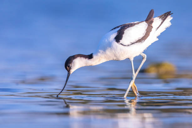 istock Pied Avocet, Recurvirostra avosetta; parent and chick foraging 1975763884
