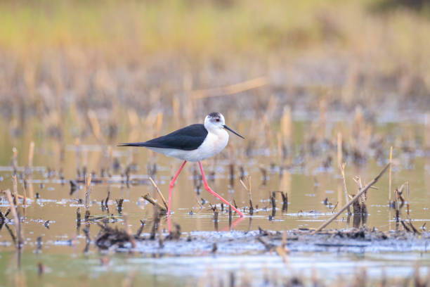 istock Black-necked stilt, Himantopus Himantopus, wader bird posing and foraging. 1975764407
