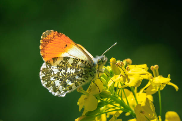 Anthocharis cardamines Orange tip male butterfly on yellow rapeseed flower Anthocharis cardamines Orange tip male butterfly foraging on yellow rapeseed flower anthocharis cardamines stock pictures, royalty-free photos & images