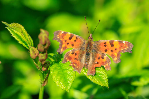 istock Comma butterfly Polygonia c-album resting side view 1975764919
