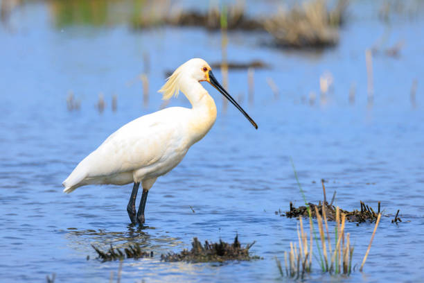 istock Closeup of a common spoonbill, Platalea leucorodia, foraging 1975764930