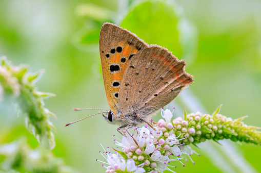 A celery butterfly forages flowers.