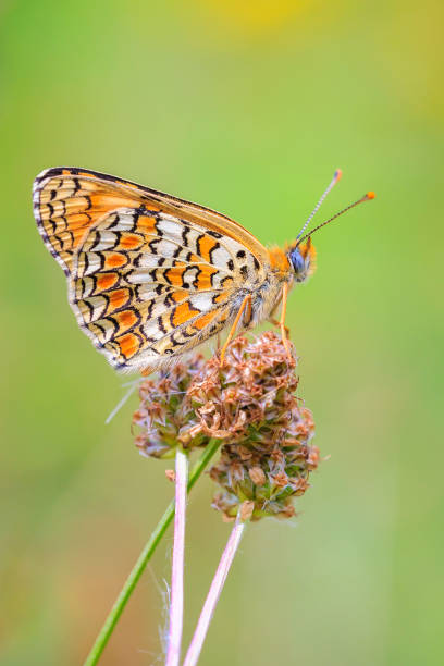 istock knapweed fritillary, Melitaea phoebe, butterfly resting and pollinating 1975767523
