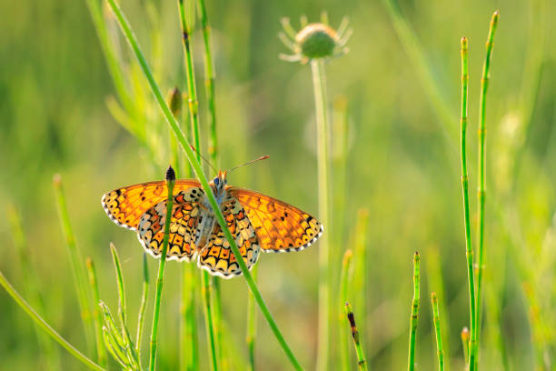 Glanville fritillary, melitaea cinxia, butterfly mating in a meadow stock photo