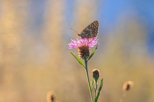 Closeup of a knapweed fritillary, Melitaea phoebe, butterfly resting and pollinating in bright sunlight.