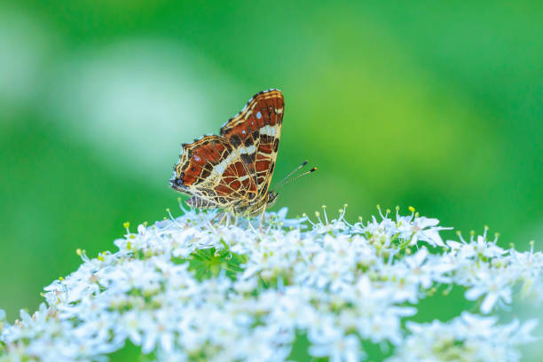 istock The map butterfly, araschnia levana, close-up portrait side view 1975769663
