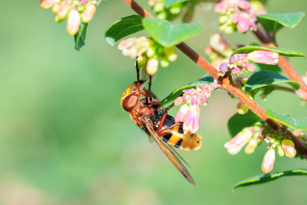 Volucella zonaria, the hornet mimic hoverfly, feeding nectar from white flowers