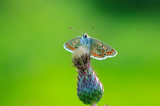 Butterfly in a butterfly garden in Arkansas