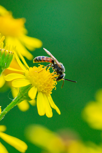 Closeup of a lasioglossum calceatum, a Palearctic species of sweat bee, pollinating on a yellow flower.