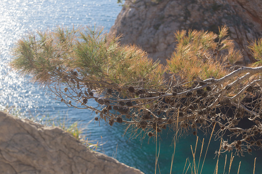 Maritime pine tree on cliff above Adriatic sea