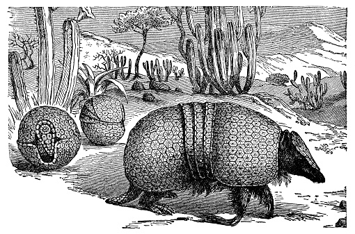 Brazilian Three-banded Armadillos (tolypeutes tricinctus). Vintage etching circa 19th century.