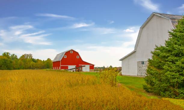 istock Two Barns with soybean field ready for harvest-Tipton County, Indiana 1975775737