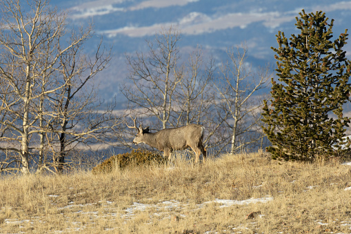Small herd of buck mule deer in the high country of the Colorado Rocky Mountains