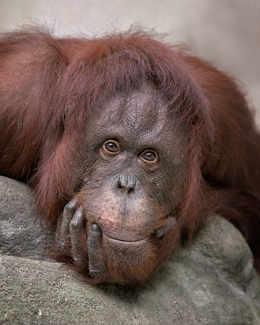 Adult female orangutan close up portrait