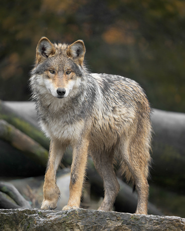 Close-up of focused large male grey wolf walking on a hill in the forest