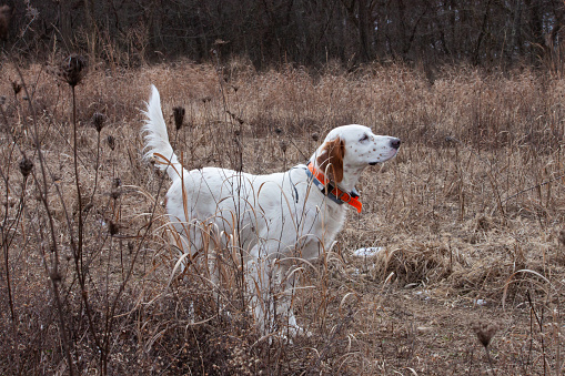 Hunting Dog - Pointer Setter on point in field