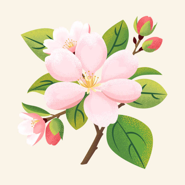 ilustraciones, imágenes clip art, dibujos animados e iconos de stock de sakura de primavera, ramo de flores de manzana en flor. adorables flores en flor - breeze