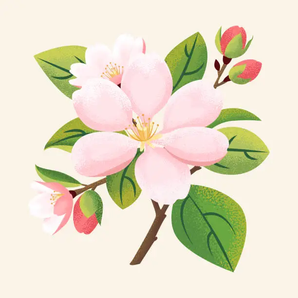 Vector illustration of Spring sakura, apple blooming flowers bouquet. Adorable blooming flowers