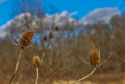 Cattails against a blurred winter treed background and blue sky with white clouds