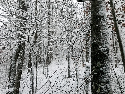 Winter Wonderland - snow in the forest - fresh snowfall