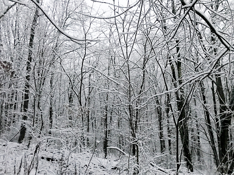 Fresh snowfall deep in the woods snow on trees