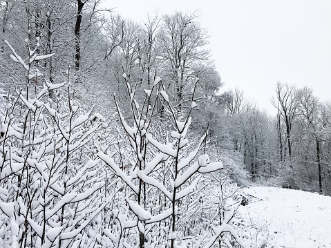 Winter Wonderland - snow on tree branches in the foreground - field and woods in the background