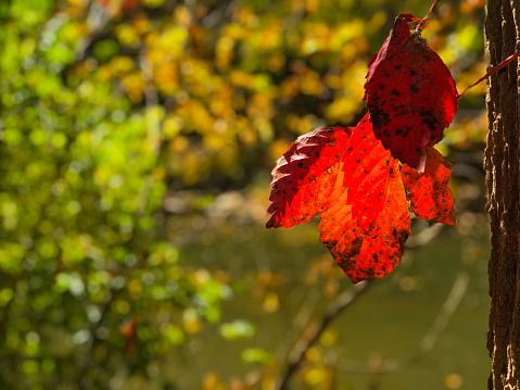 Fall Scenery red orange and yellow leaf hanging from tree with stream and trees in the background