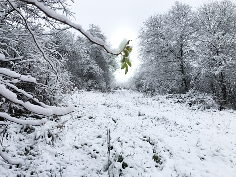 Winter Wonderland - snow in the field and forest - fresh snowfall - one green growth of leaves from the tree branch