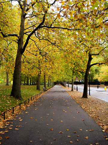 Walking Along Birdcage Walk in London in the fall leaves on the ground