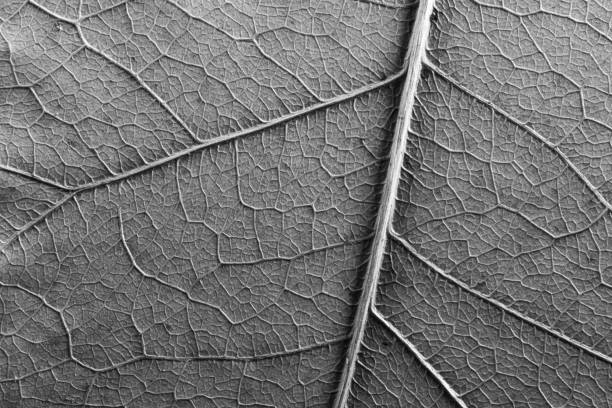 abstract macro photo of the texture of a tree leaf, black and white photo, can be used as a background