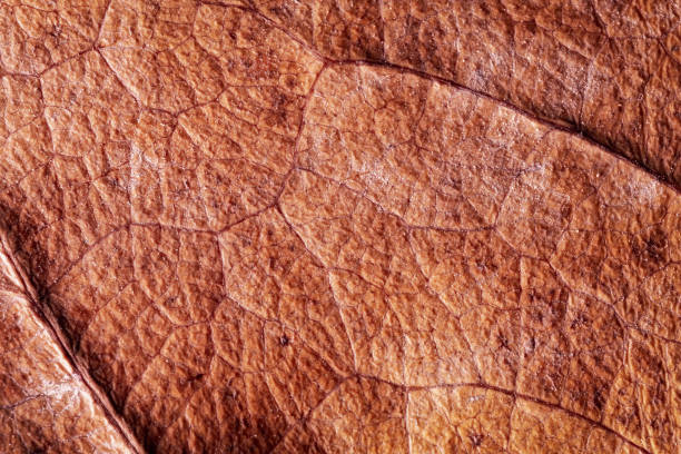 istock macro photo of the texture of a tree leaf 1975776867