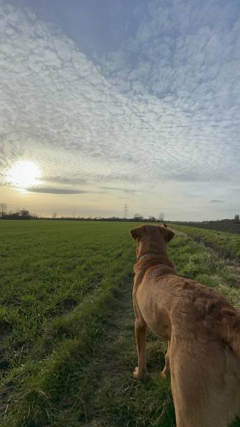istock Dog walking Beautiful clouds and sky 1975777015