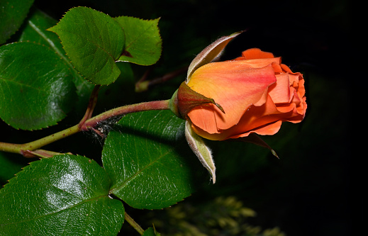 A single flower stem  of a vermillion Tea rose against a black background . Close-up, detailed and well focussed.
