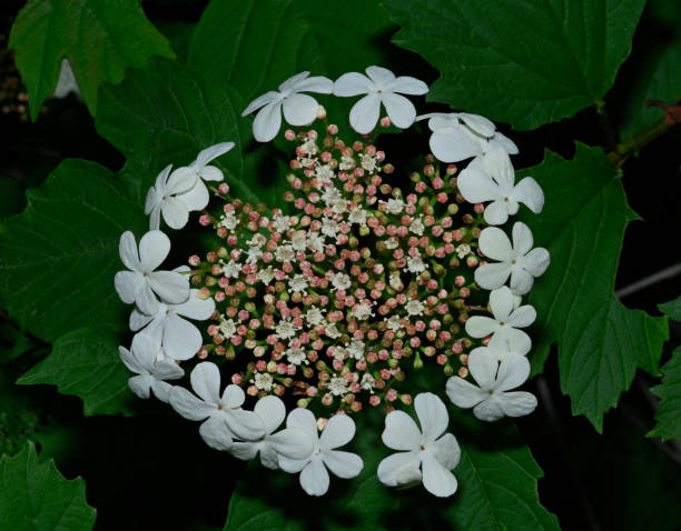 istock Guelder Rose, Viburnum opulus. 1975780710